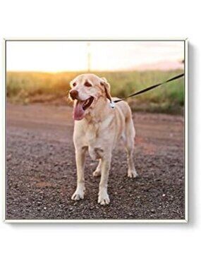 Personalized Canvas Wall Art for Pets - Custom Framed Prints, 24x24 inches